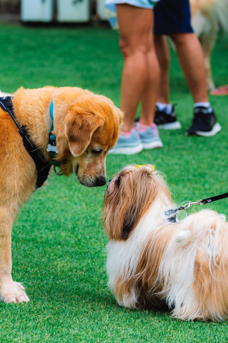 A group of dogs playing together outdoors on a grassy field with people standing nearby.